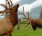  Elk Near Seward Alaska 